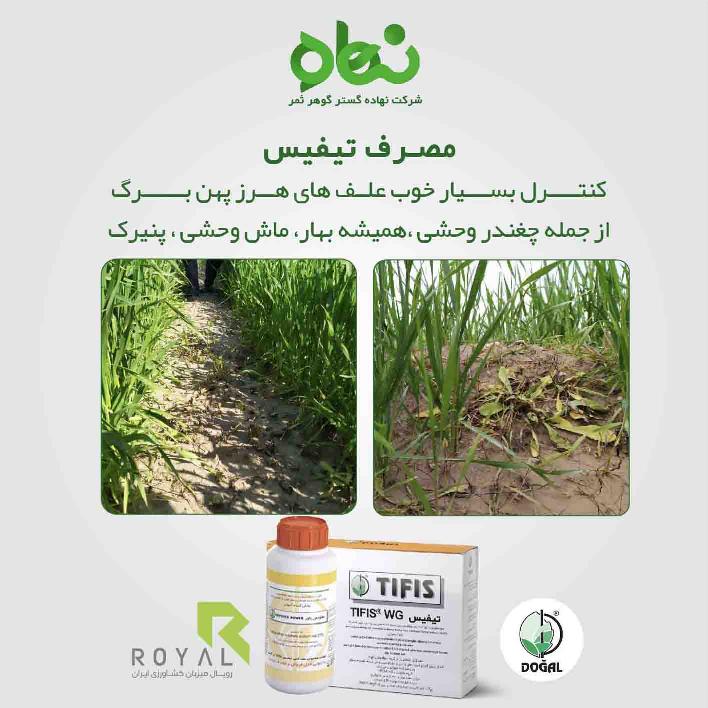 Weed control by Tifis herbicide